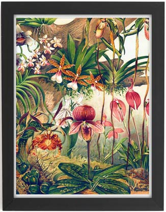 Maravillas De La Botánica (Láminas Para Enmarcar): 2 (Posters Art